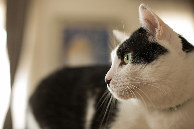 大好きだから 手作りしたい ウチの猫 コ カレンダーにチャレンジしてみた 富士フイルムのフォトカレンダー21