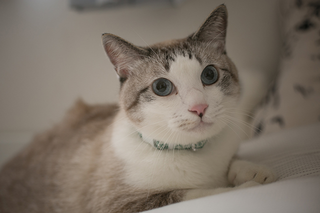 大好きだから 手作りしたい ウチの猫 コ カレンダーにチャレンジしてみた 富士フイルムのフォトカレンダー21