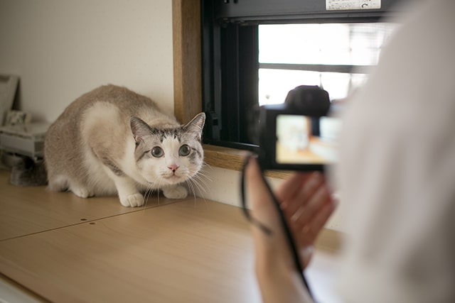 カメラマンさんに聞きました 絵になる「この猫（コ）」の写し方。