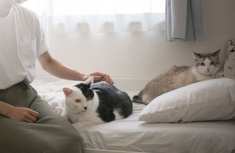 大好きだから、手作りしたい!ウチの猫(コ)カレンダーにチャレンジしてみた