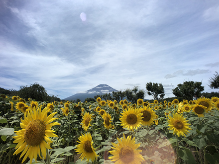 ひとときの美しさを永遠に スマホで撮ろう 季節の花たち Fujifilm スマホ写真センスアップ術 富士フイルム